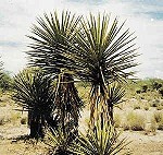 Yucca Schidigera Extract Products
