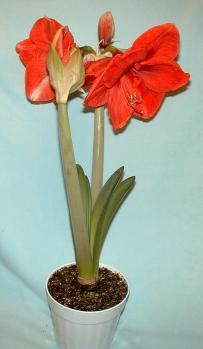 Amaryllis.
