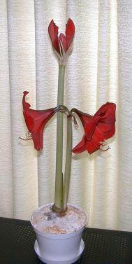 Amaryllis