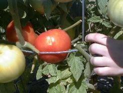 Beefsteak 8-7-98th.JPG (11580 bytes)