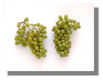 Chardonnay treated and untreated fruit clusters 8-11-99