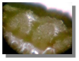 Chardonnay cutting from treated plant 7-8-99
