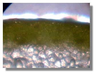 Chardonnay grape skin from treated plant 7-17-99