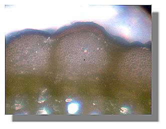 Chardonnay stem cutting from treated plant 8-11-99