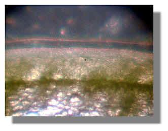 Chardonnay treated fruit cross section 8-11-99