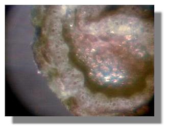 Chardonnay cutting from untreated fruit stem 6-9-99