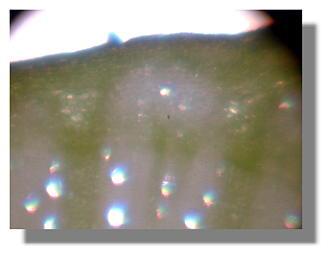 Chardonnay cutting from untreated plant 7-8-99.
