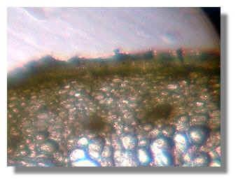 Chardonnay grape skin from untreated plant 7-17-99