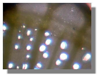Chardonnay stem cutting from untreated plant 8-11-99