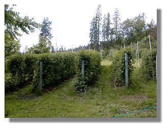 Chinabend Raspberries