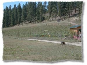 600 BioVam Grown Leon Millot at Chinabend Vineyards.