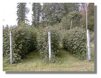 Chinabend Raspberries - untreated control group.