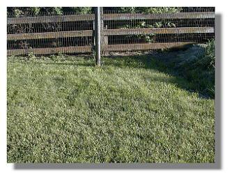 Fairy Ring 06-08-99