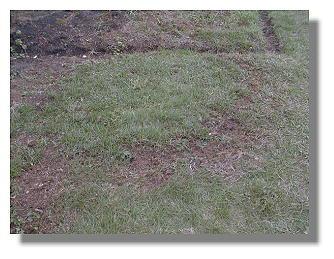Fairy Ring 10-13-98
