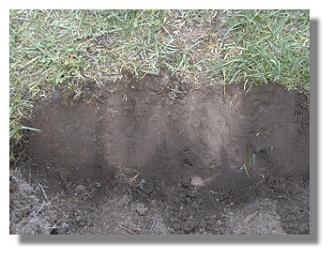 Fairy Ring 10-28-98