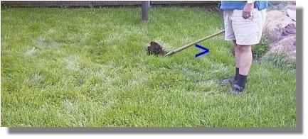 Grass plug in old Fairy Ring dead zone.