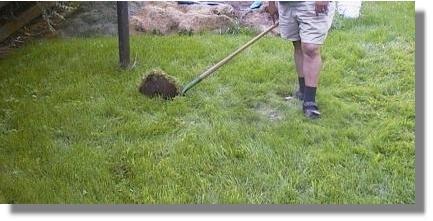 Grass plug in another section of the old Fairy Ring dead zone.
