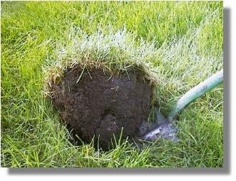 Grass plug from another section of the old Fairy Ring Dead zone.