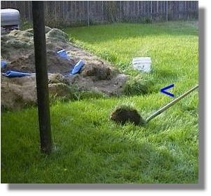 Plug from the center grass area of the old Fairy Ring.