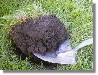 Grass plug out of grass area in the center of the dead zone ring.