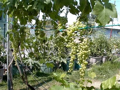 Himrod: Clusters of small, firm, crisp, sweet greenish-white seedless berries have an excellent flavor. Ripen very early in season. Fast-growing vine to 20 to 25 ft. each year. Vigorous deciduous vine with bold-textured, deep green foliage. Grown for its clusters of small, firm, crisp, greenish-white seedless berries. Excellent flavor. Ripens very early. Follow a regular watering schedule during the first growing season to establish a deep, extensive root system. Feed with a general purpose fertilizer. Provide support such as a trellis or arbor. Prune annually to control size.