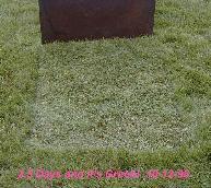 GrassCov_02_10-8-98th.JPG (11928 bytes)
