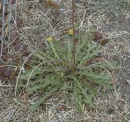 GrassDandelion_01_10-17-98th.JPG (13656 bytes)