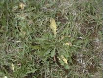 GrassDandelion_02_10-17-98th.JPG (11047 bytes)