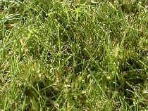 GrassMoss_04-10-17-98th.JPG (16374 bytes)
