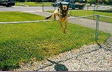 Grass_01th.JPG (16598 bytes)