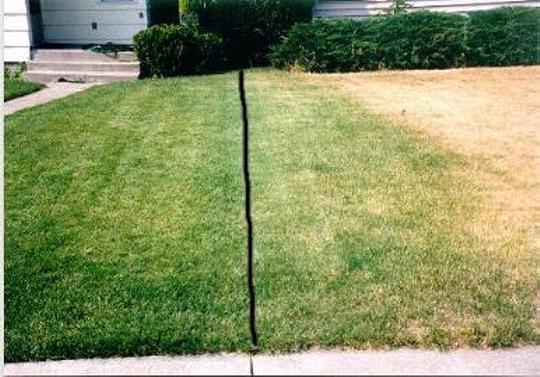 Lawn Before After