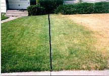 Grass_03th.JPG (11048 bytes)