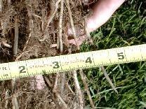 Grass_06th.JPG (13891 bytes)