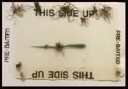 The Hobo Spider Eliminated!!