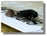 Cricket and Centipede, caught inside house!