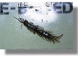 A common house bug.