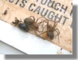 These are two of the spiders these traps are made to catch.