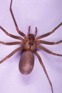 The Brown Recluse Spider. Click picture to enlarge.