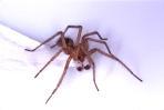 Picture of Hobo Spider - Poisonous Spider Picture - Poisonous and non-poisonous spiders and all kinds of insects are easily caught by this spider trap. If an insect walks onto the adhesive surface of this trap, that bug is going nowhere! You can purchase kits that have 5 or 8 traps per kit.