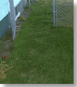 Same lawn three weeks later