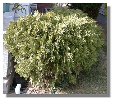 bush plant. Arborvitae plants sprayed a