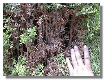 Untreated Arborvitae are dried out just under the outer green growth.