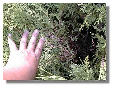 Arbrovitae treated with Yucca Extract sprays are green down into the middle of the plant.