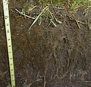 Lawn_Roots_7-28-98_03th.JPG (11685 bytes)