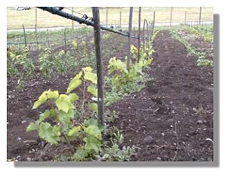 Leon Millot at two months growth.