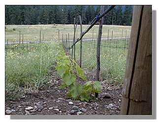 Leon Millot at two months growth.