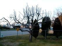 Lodi Apple tree on 12-05-98.