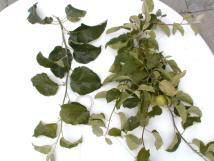Lodi treated and untreated leaves 06-29-99