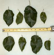 Lodi Apple tree leaves 06-29-99