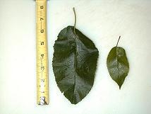 Lodi Apple Tree leaves 06-29-99